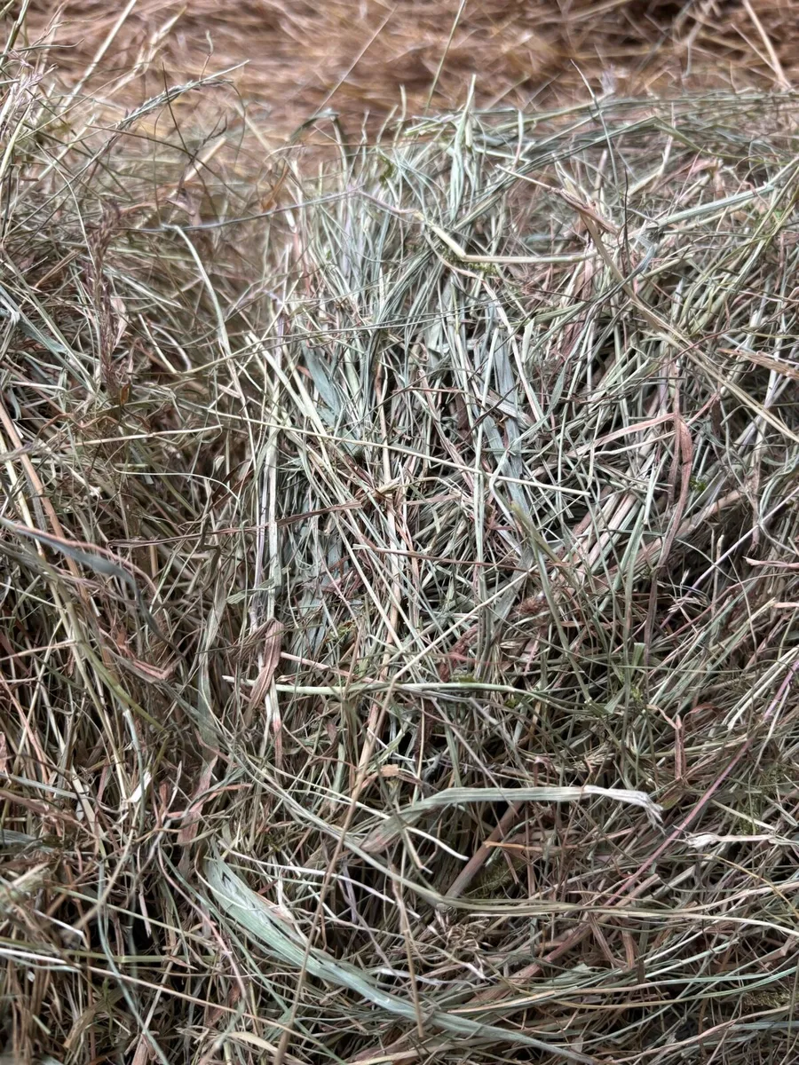 Hay - Image 1