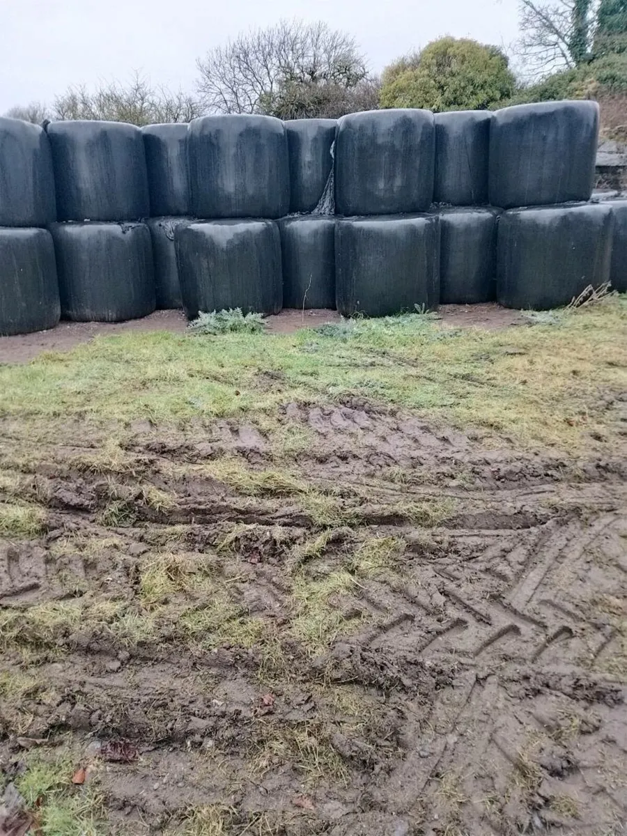 Round bale silage - Image 2