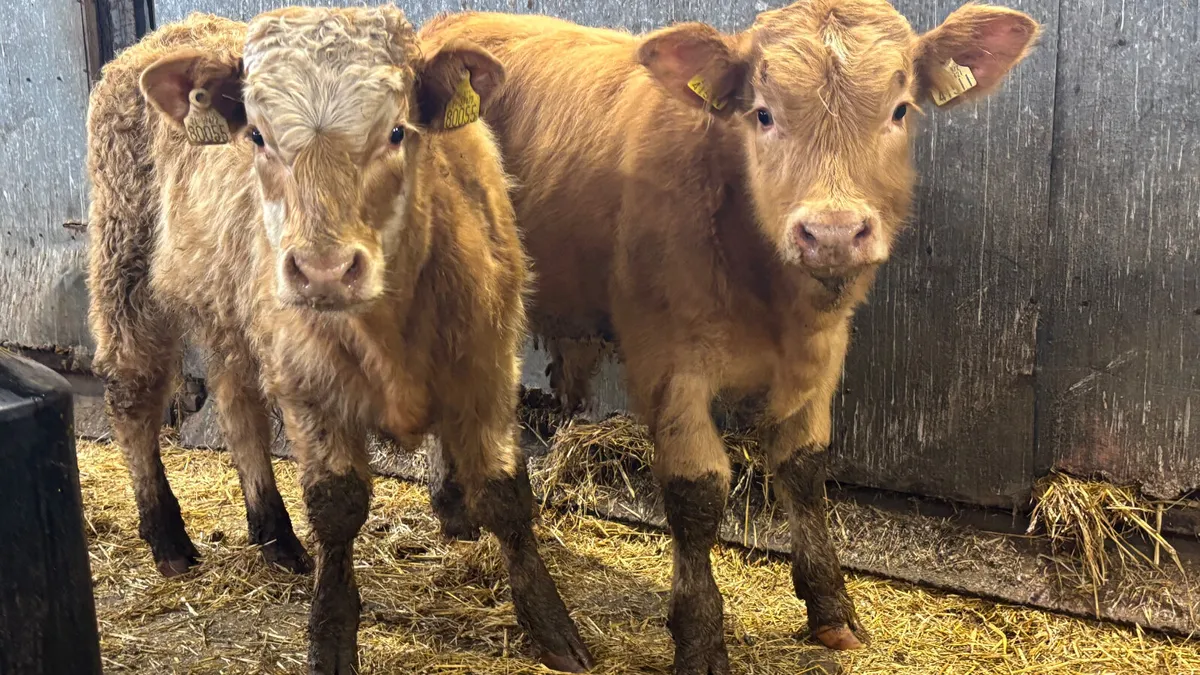 2 Golden Charolais Bull Wealings - Image 4