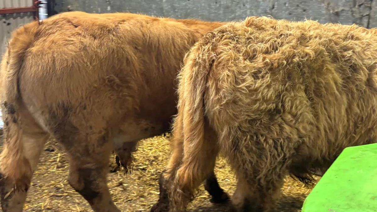 2 Golden Charolais Bull Wealings - Image 3