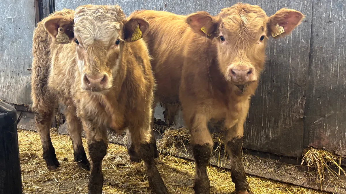 2 Golden Charolais Bull Wealings - Image 1