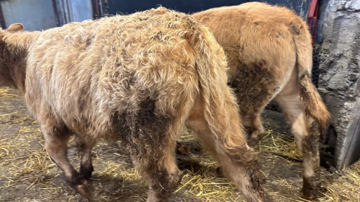 2 Golden Charolais Bull Wealings - Image 2