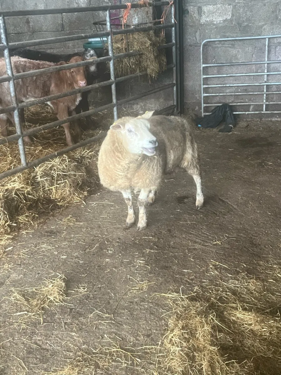 Full breed foster ewe hogget - Image 1