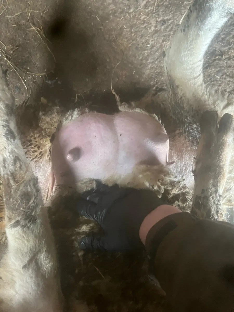 Full breed foster ewe hogget - Image 2