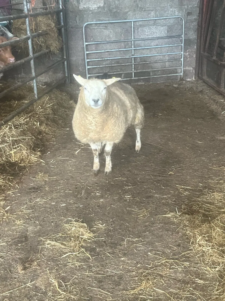 Full breed foster ewe hogget - Image 3
