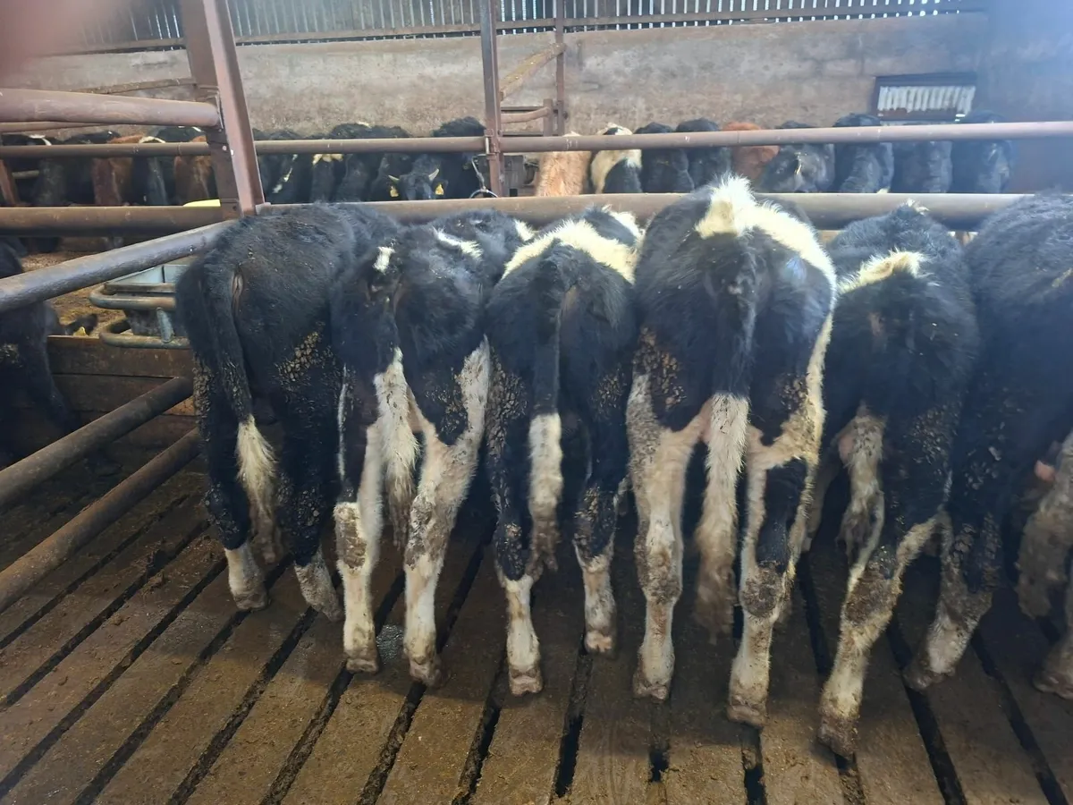 Friesan bull weanlings - Image 2