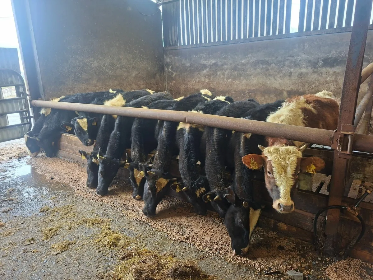 Friesan bull weanlings - Image 1