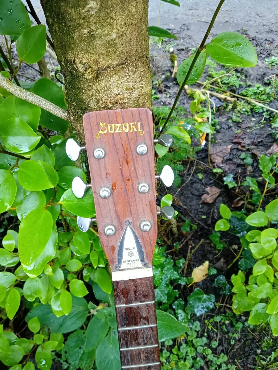 Suzuki acoustic guitar - Image 2