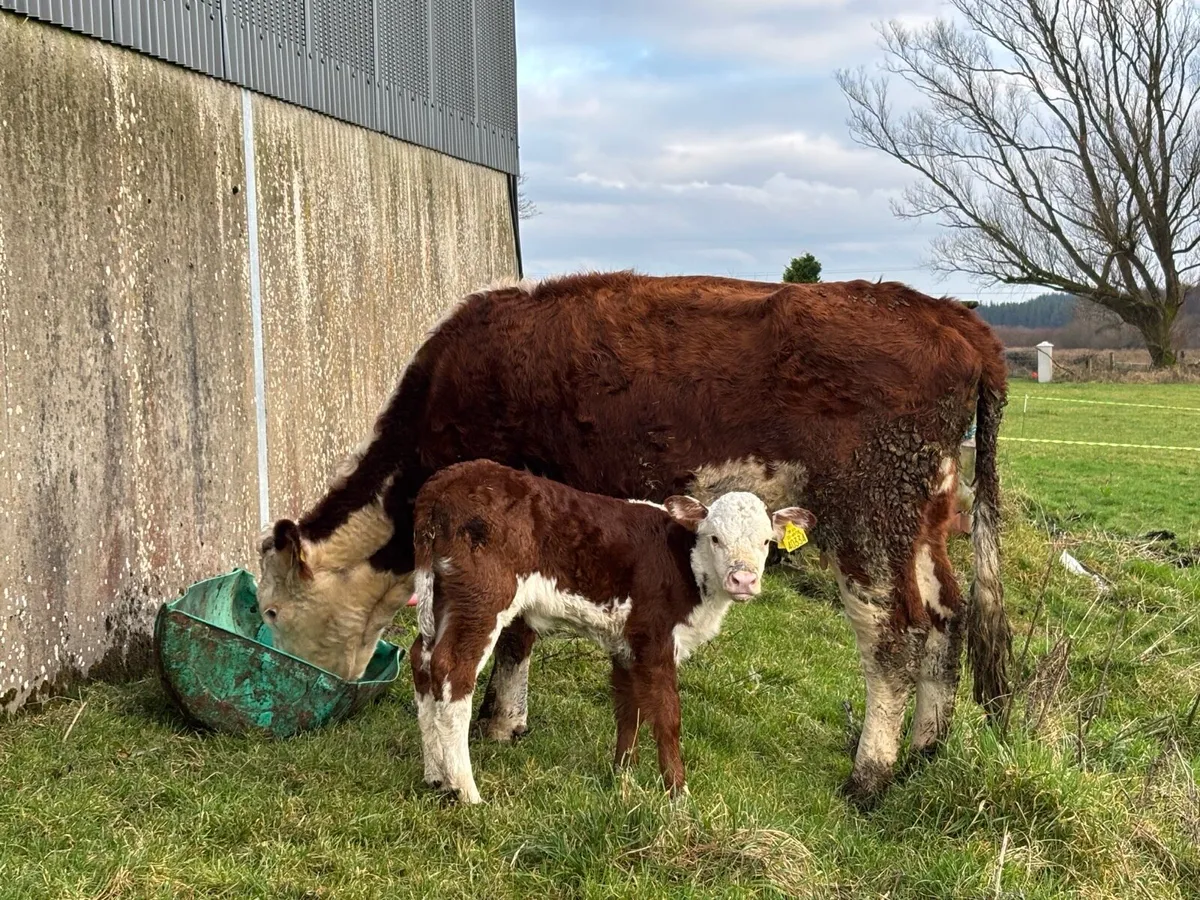 Suckler cows - Image 2