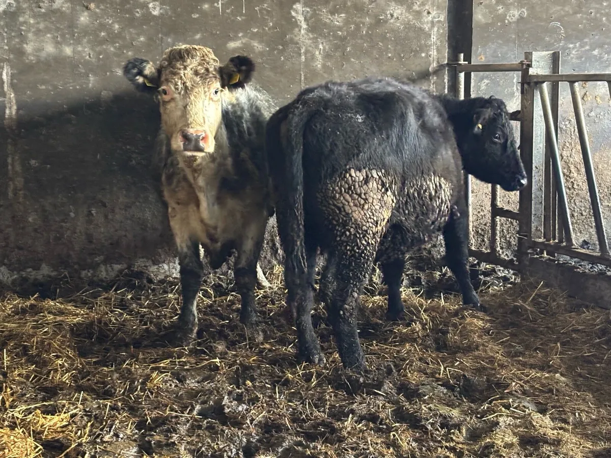 Suckler cows - Image 3