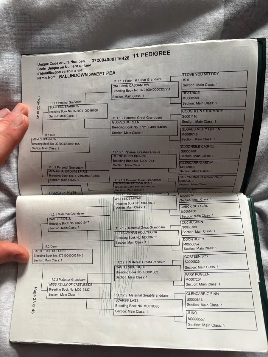 3yr old 14.2 Connemara filly - Image 4