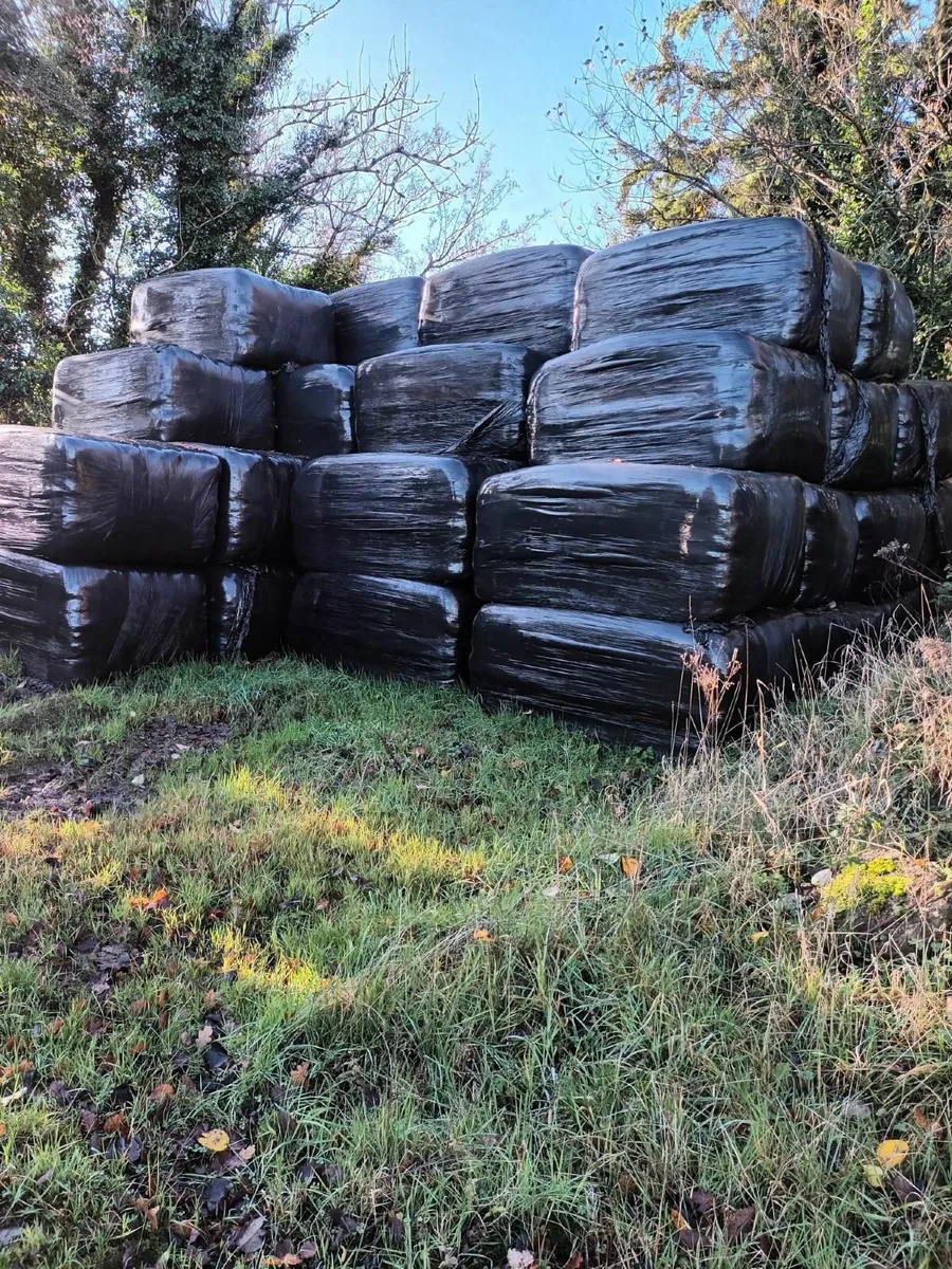 Wrapped Silage Bales - Image 2