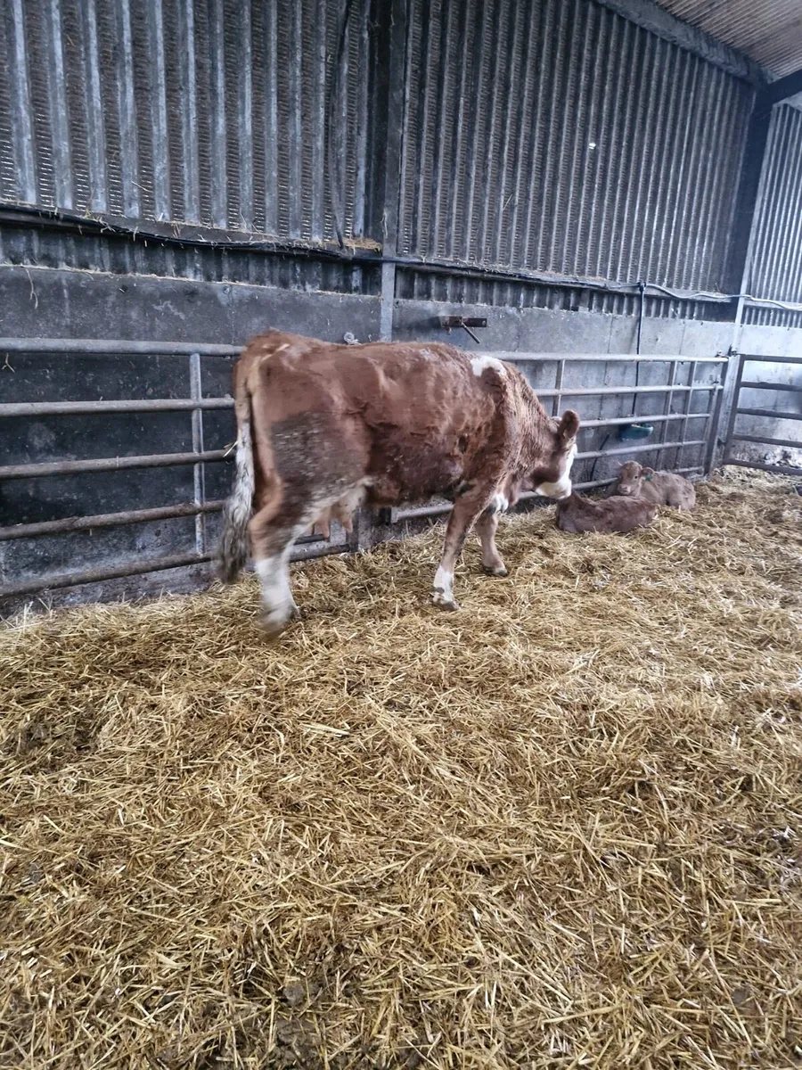 Foster Cow For Sale - Image 2