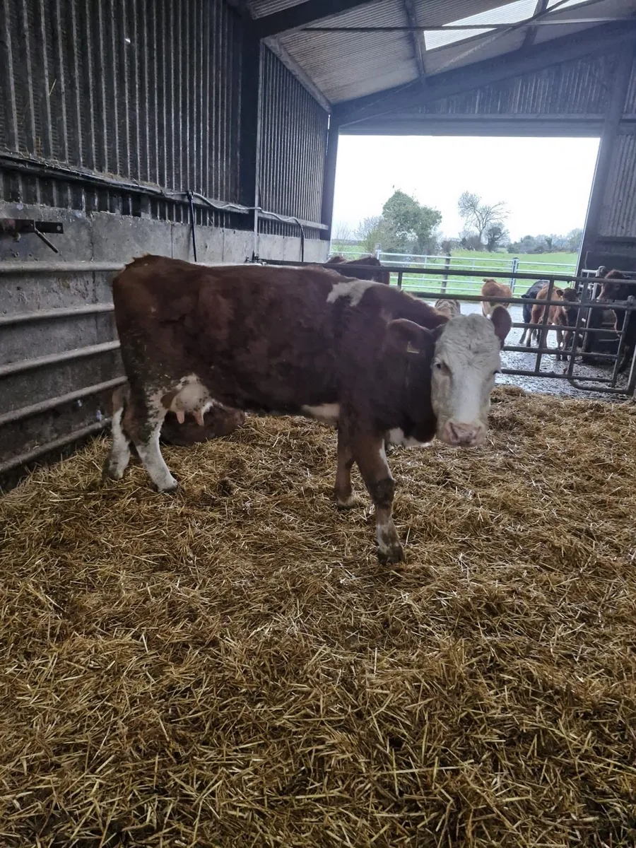 Foster Cow For Sale - Image 3