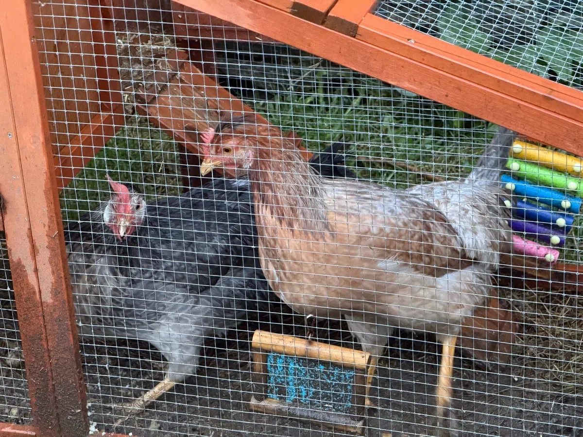 Laying Hen for sale - Image 1