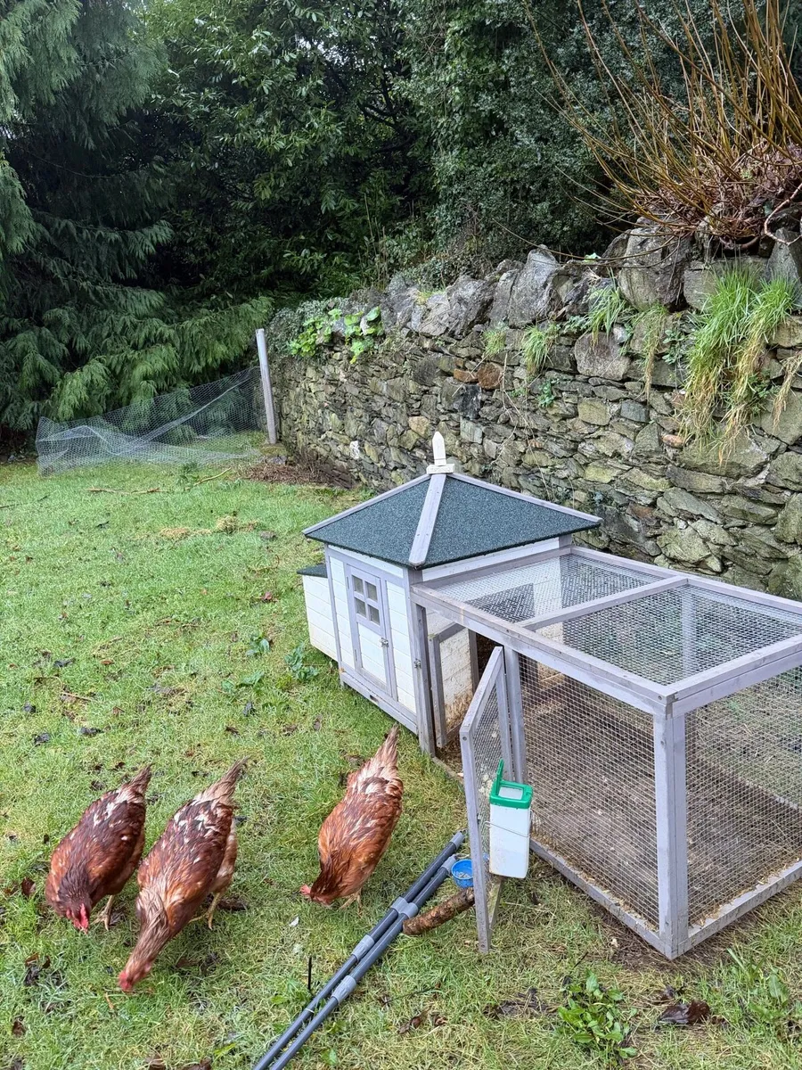 Laying Hen for sale - Image 2