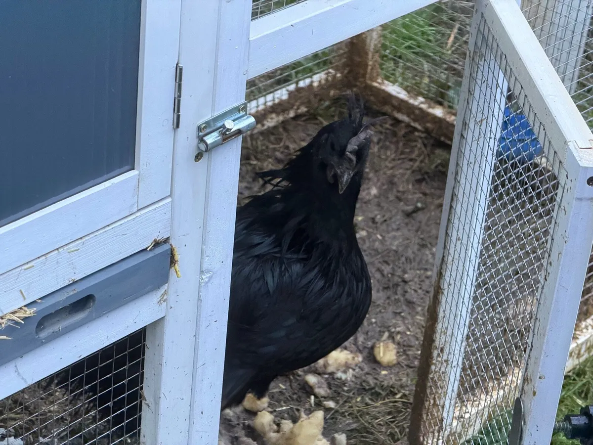 Laying Hen for sale - Image 3