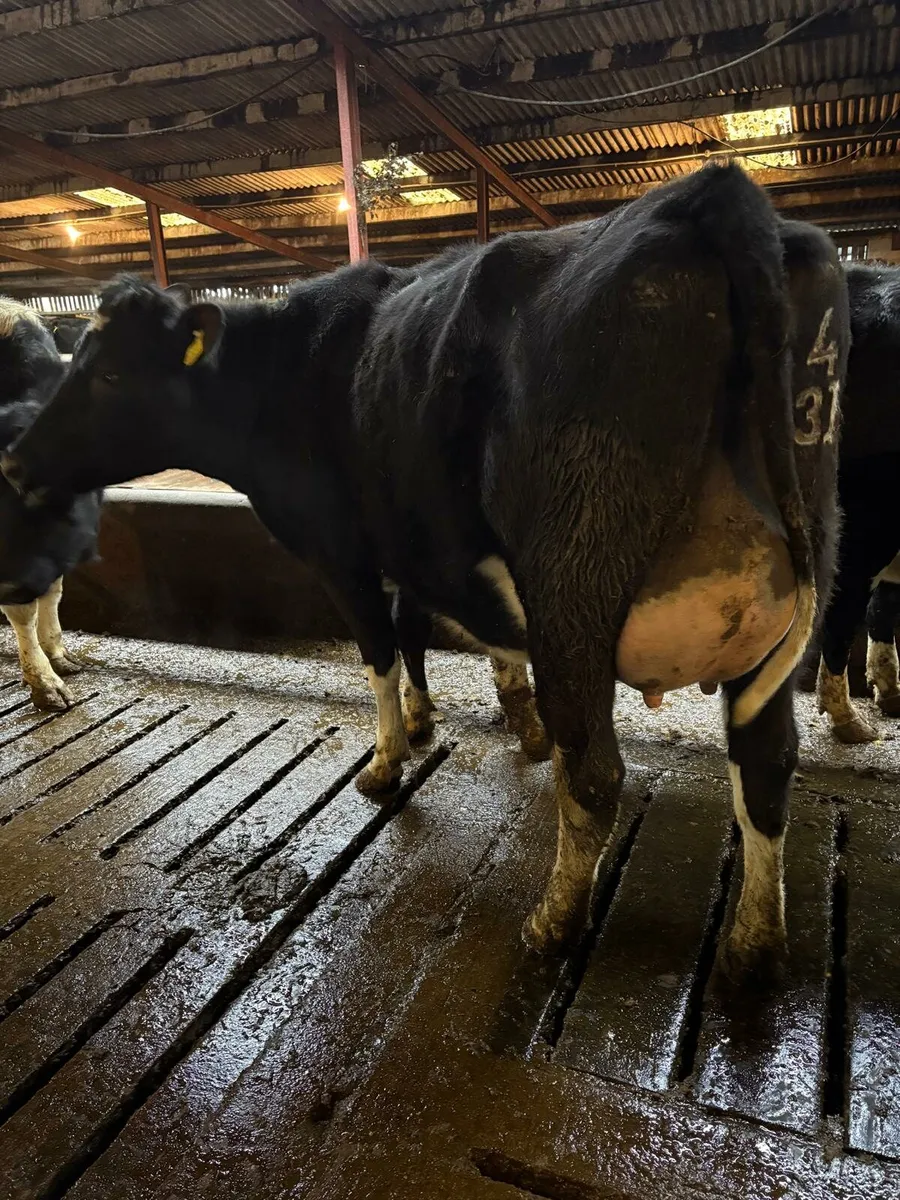 Dairy show & sale this Friday in New Ross mart - Image 1