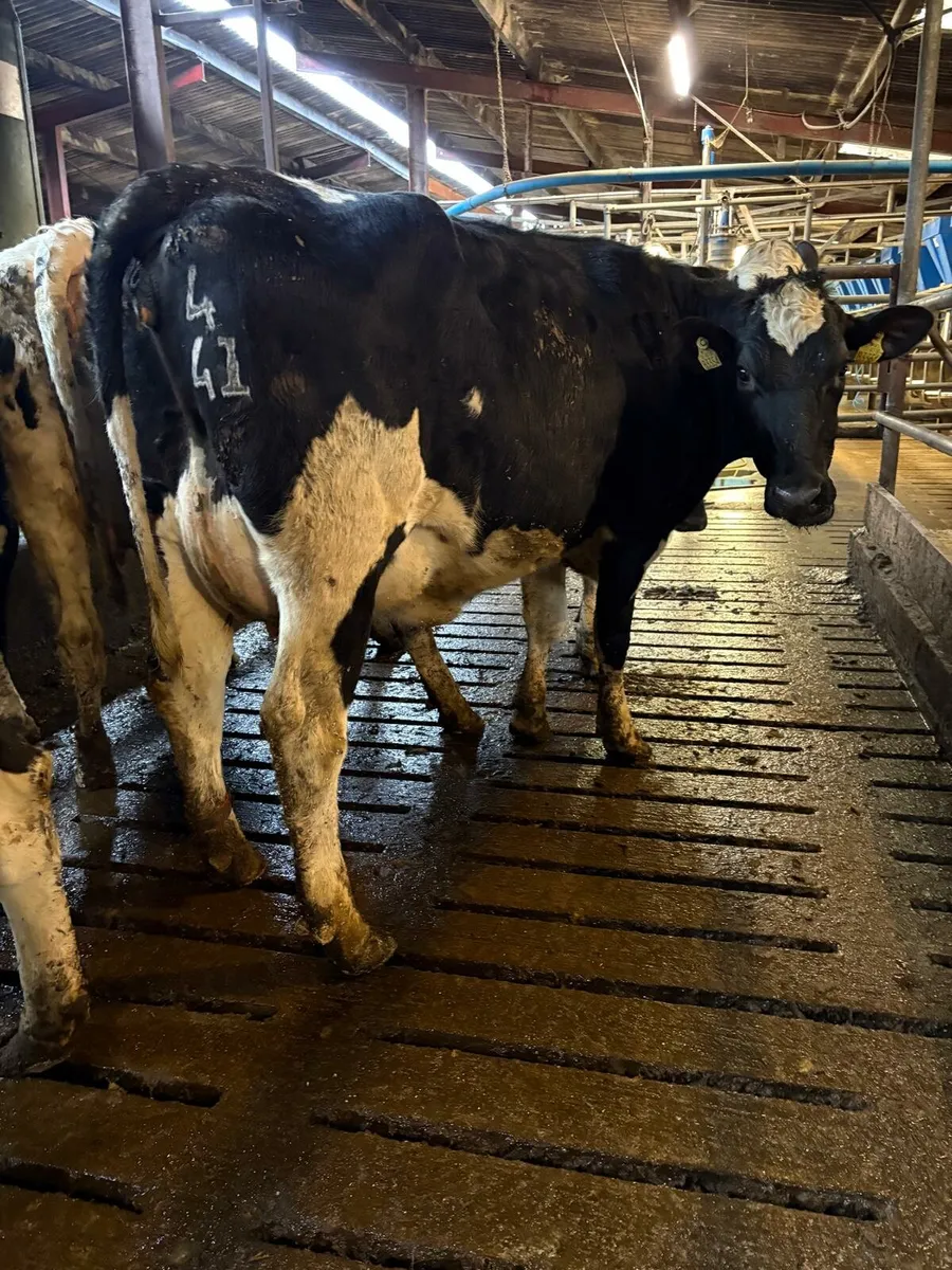 Dairy show & sale this Friday in New Ross mart - Image 2