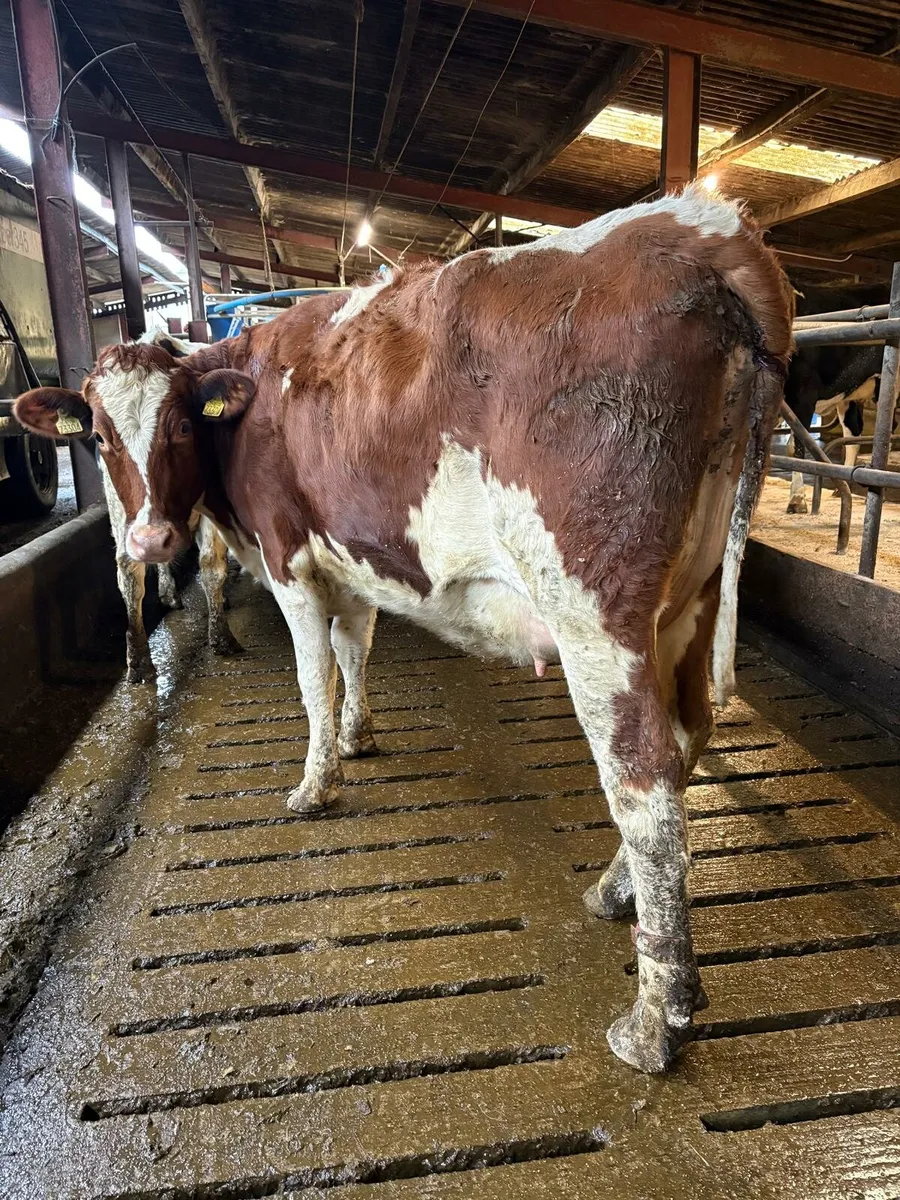 Dairy show & sale this Friday in New Ross mart - Image 3