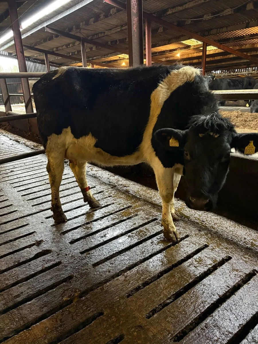 Dairy show & sale this Friday in New Ross mart - Image 4