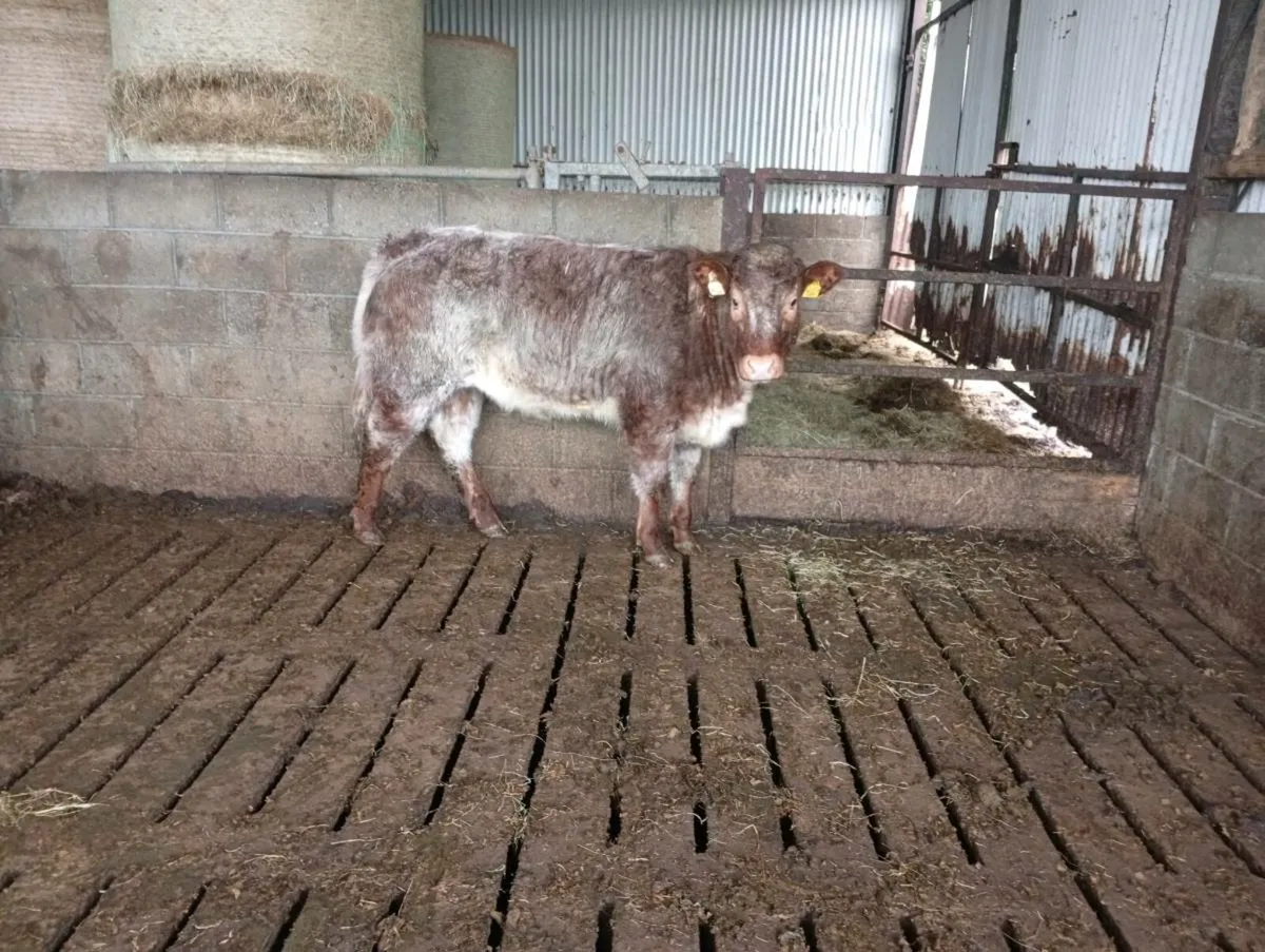 Bulling heifer - Image 1