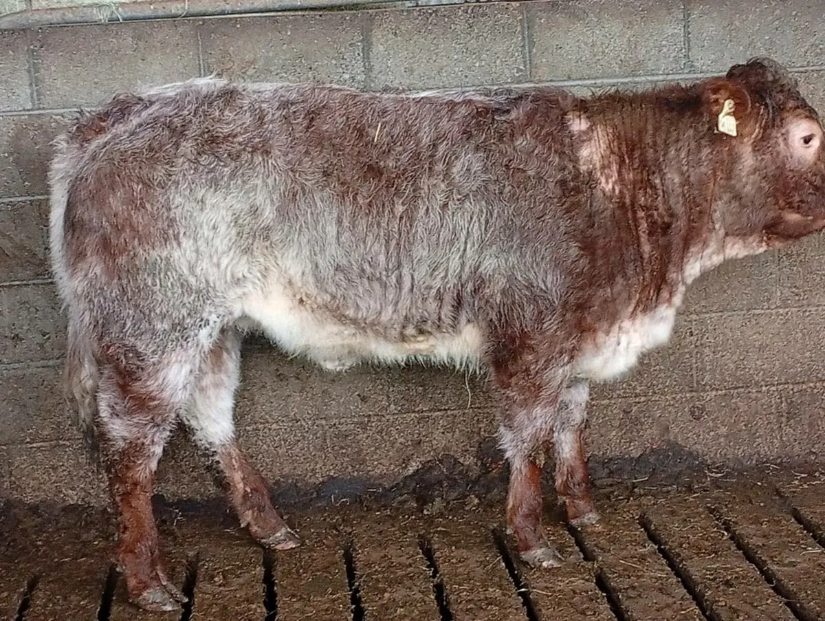 Bulling heifer - Image 2