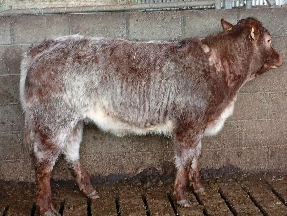 Bulling heifer - Image 3