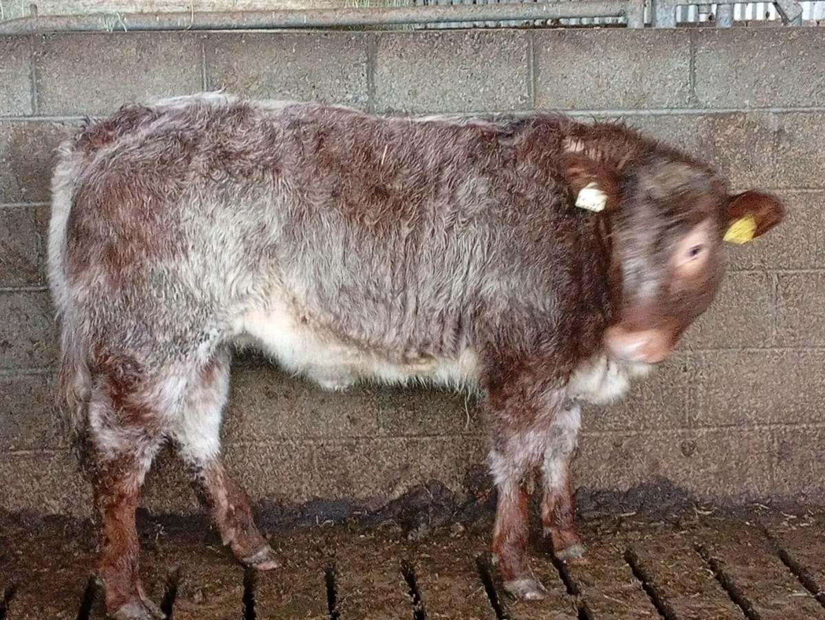 Bulling heifer - Image 4