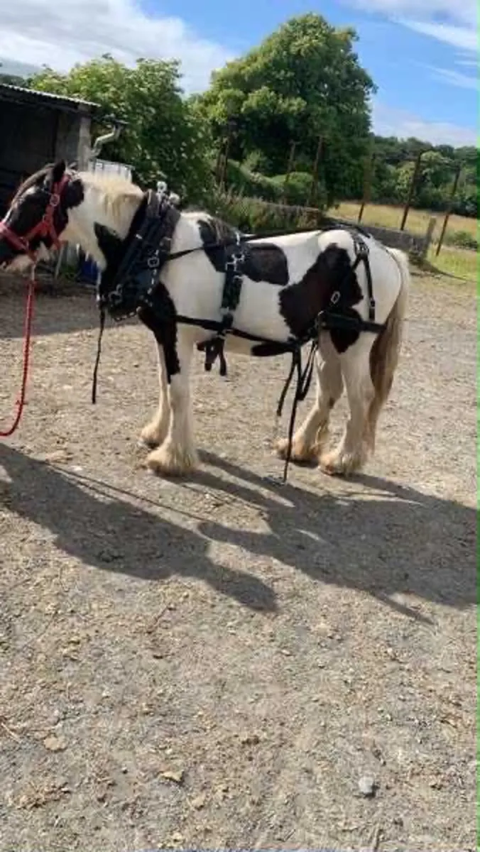 Ride and drive mare - Image 2