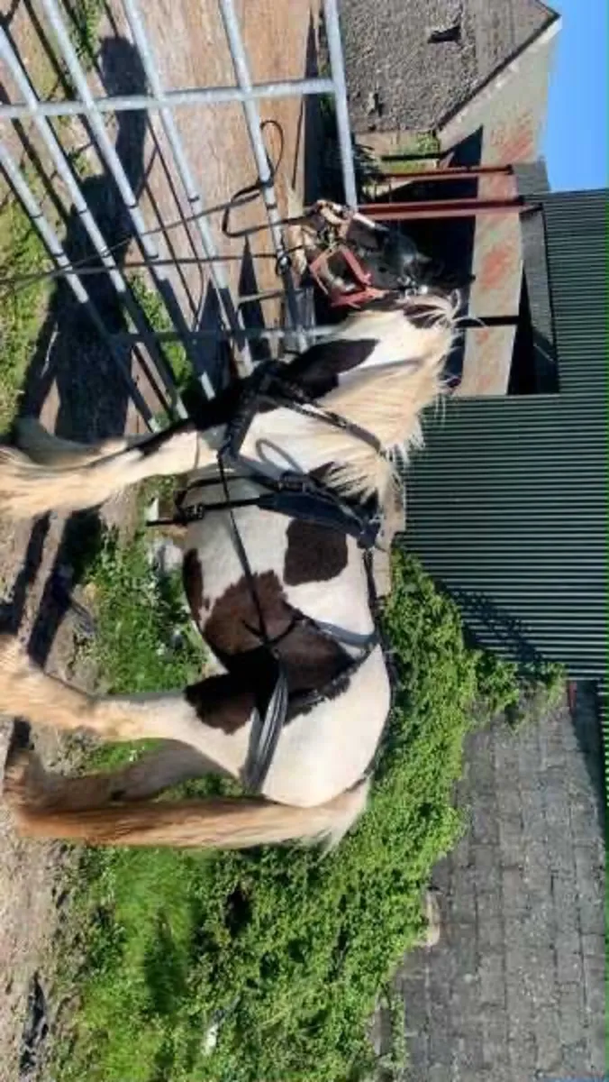 Ride and drive mare - Image 3