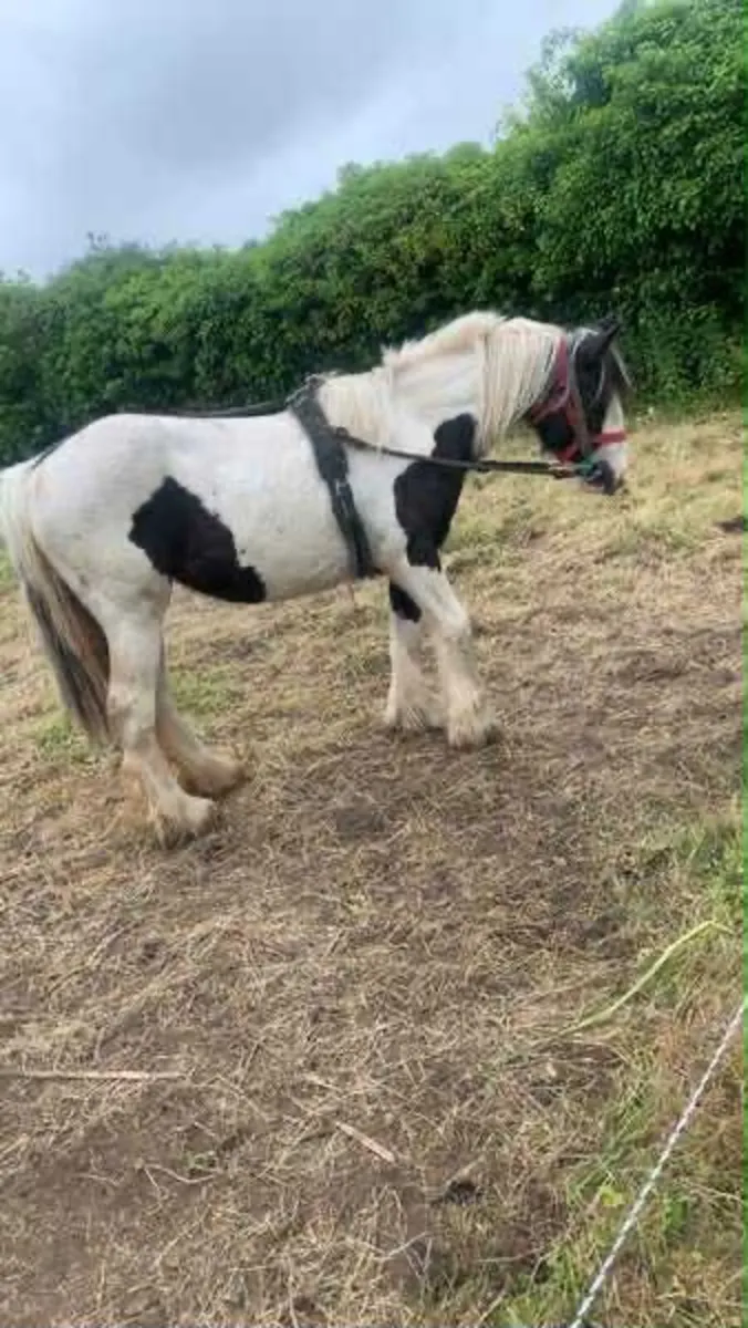 Ride and drive mare - Image 4