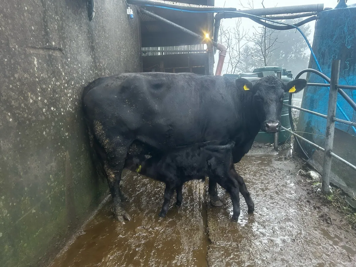 Angus cows - Image 1