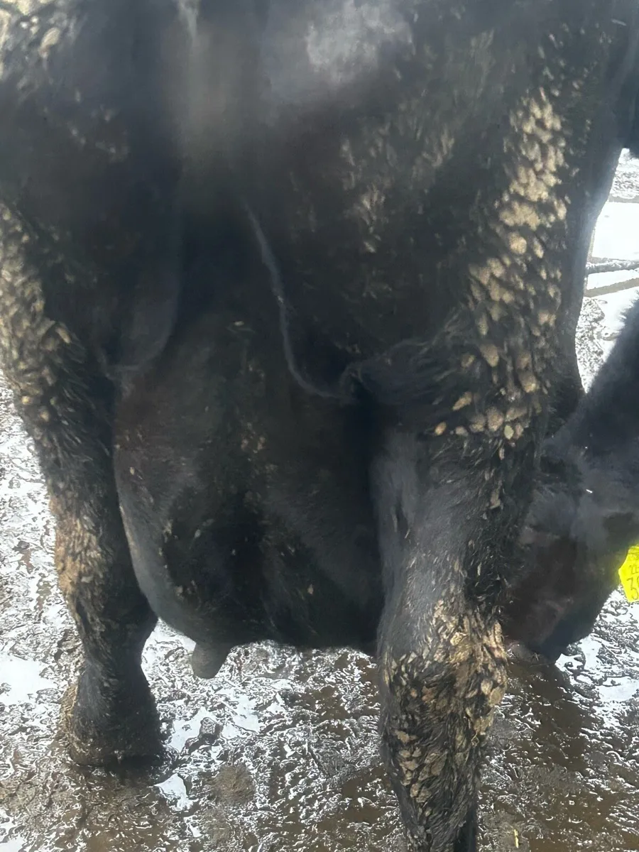 Angus cows - Image 4