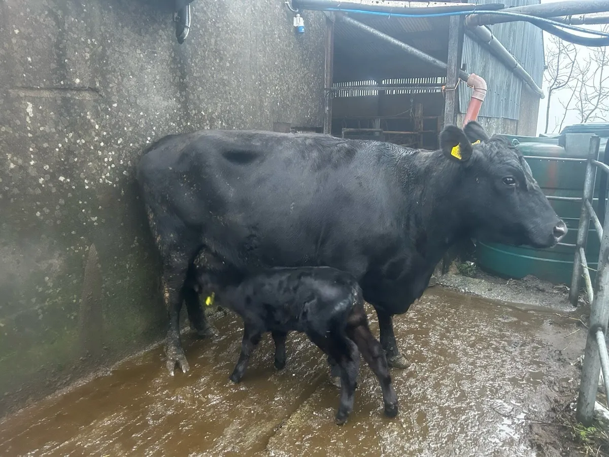 Angus cows - Image 2