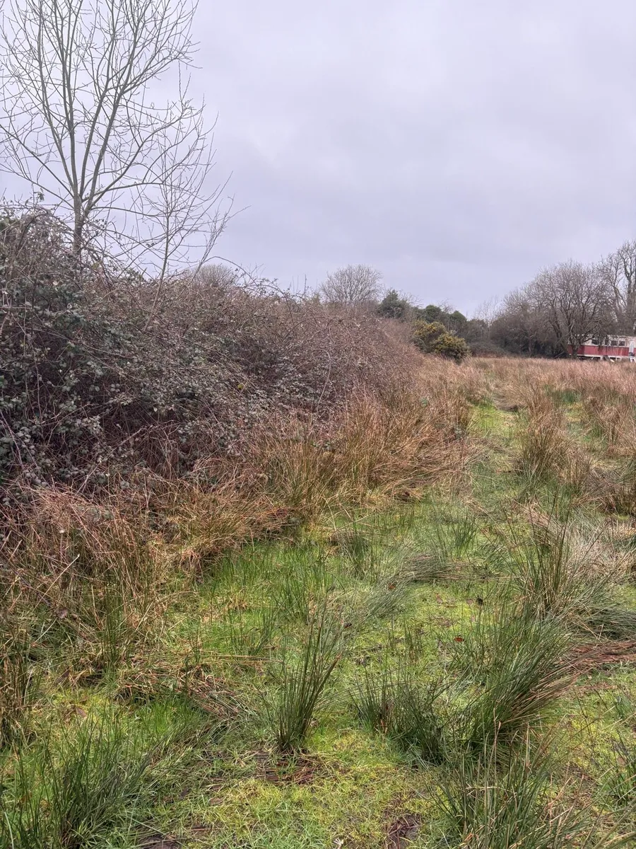 Overgrown land ? - Image 4