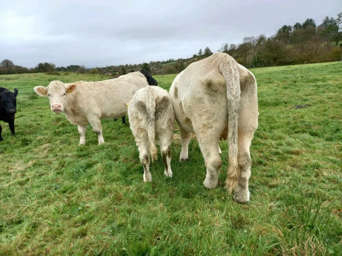 Pure bred charolais and angus heifers for sale
