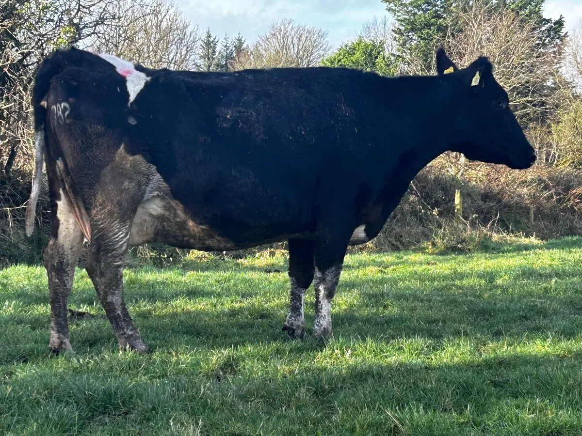 In-Calf Freisan Cow To A.I Bull Due 21st February - Image 2