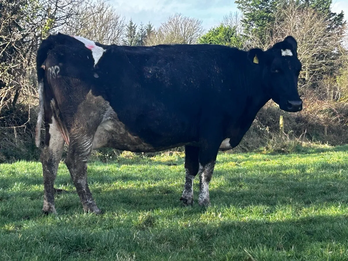 In-Calf Freisan Cow To A.I Bull Due 21st February - Image 3