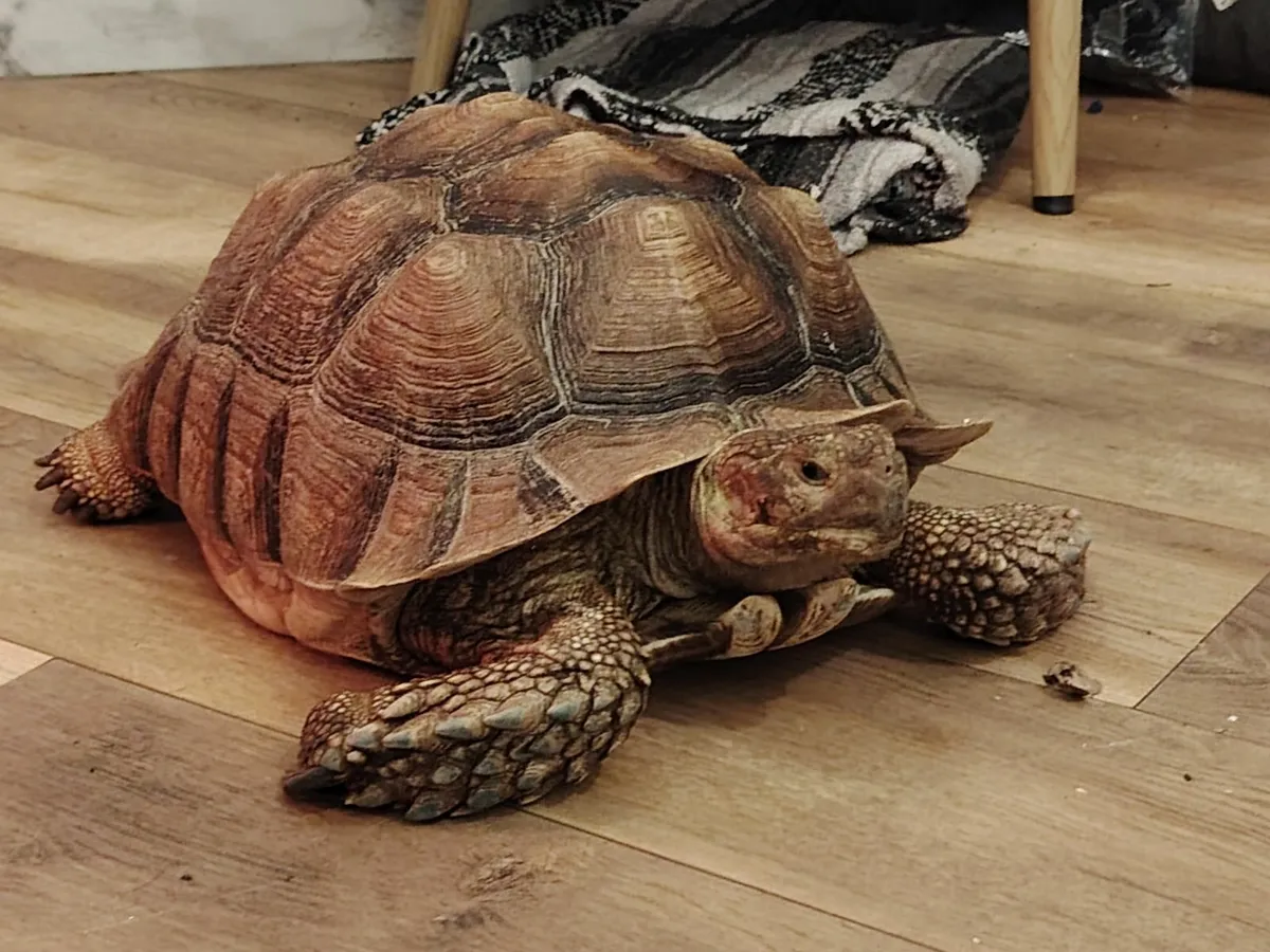 Sulcata tortoise - Image 2