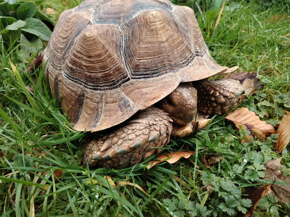 Sulcata tortoise - Image 3