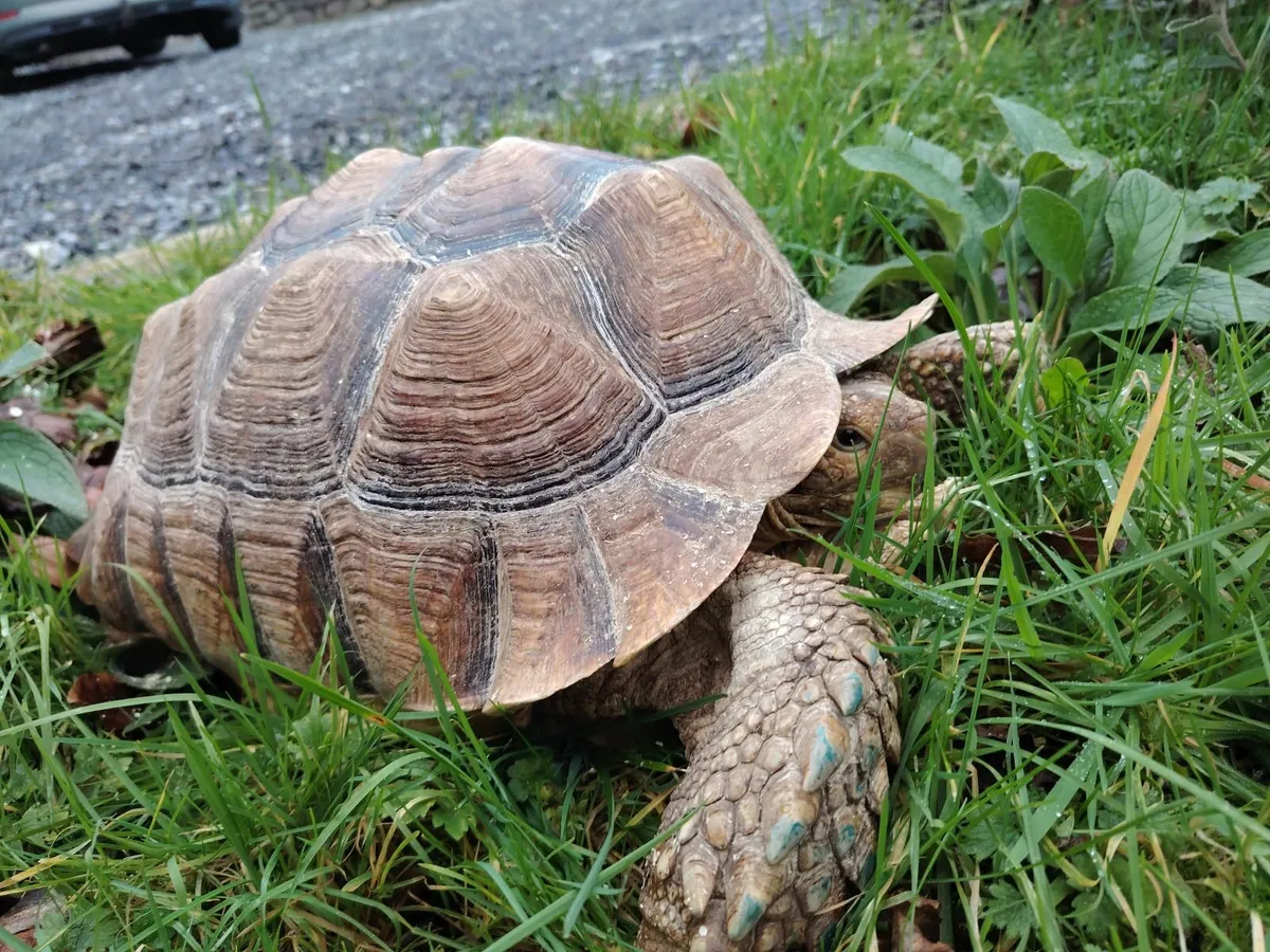 Sulcata tortoise - Image 4