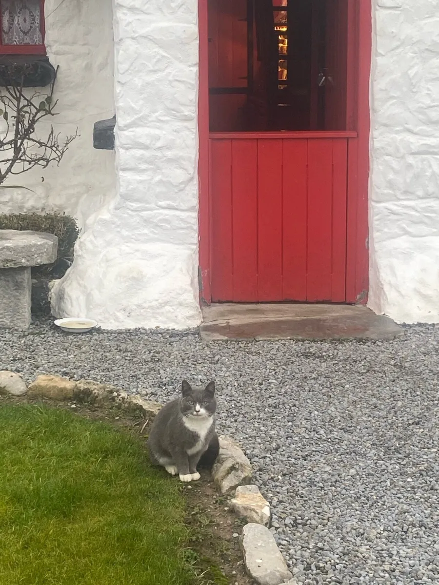 Cat for sale - Image 1