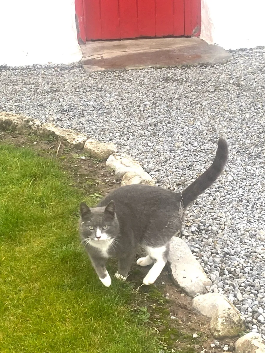 Cat for sale - Image 2