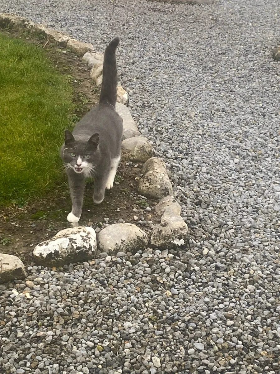 Cat for sale - Image 3