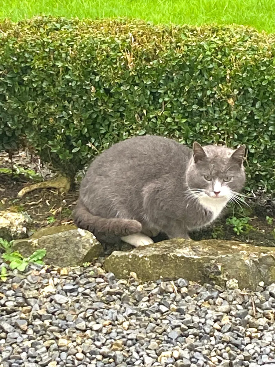 Cat for sale - Image 4