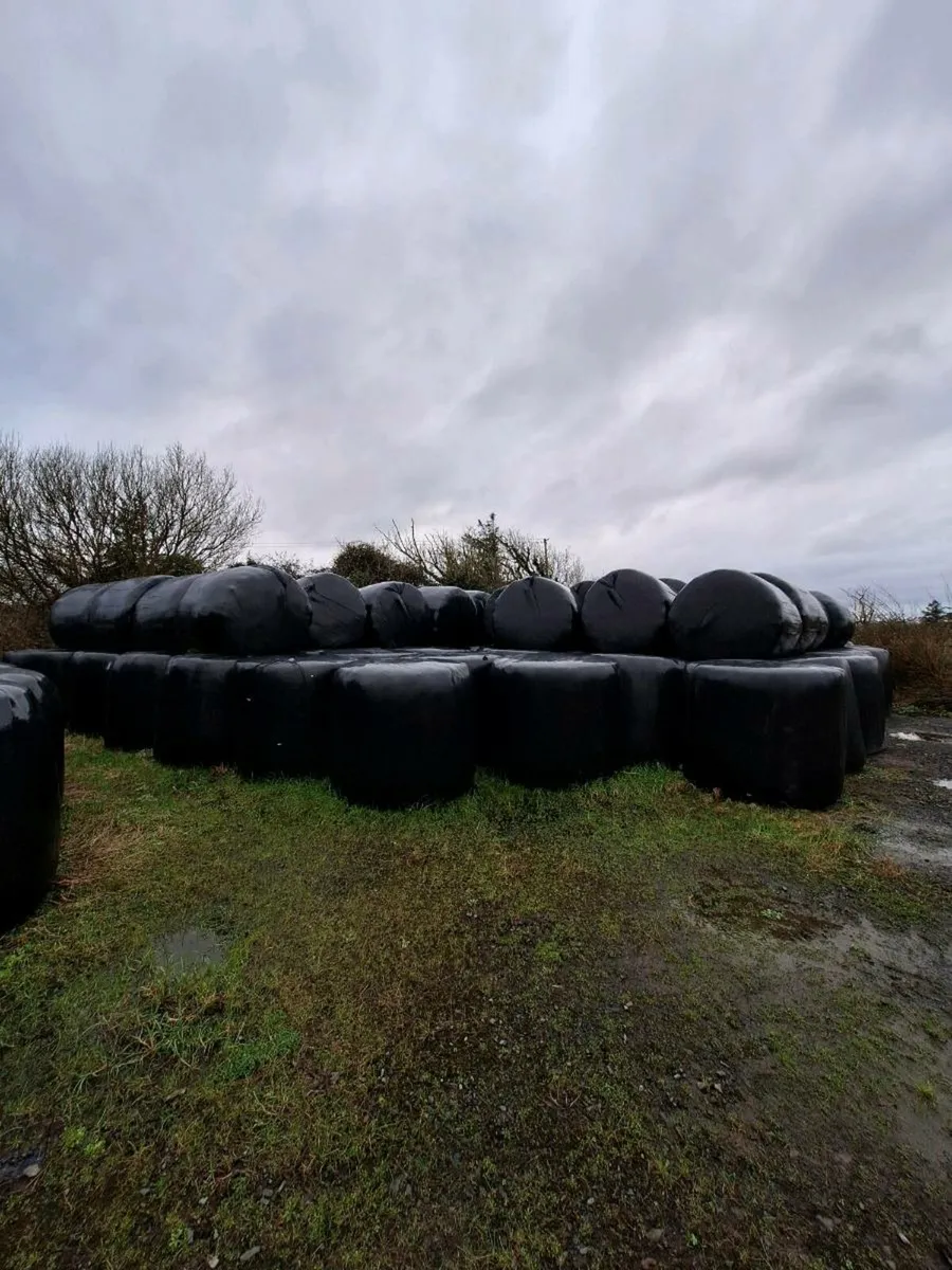 Silage bales - Image 1