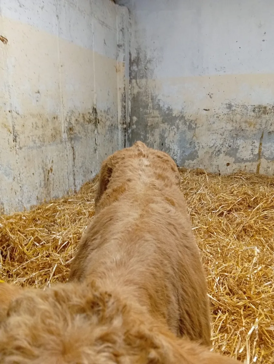 Super Suckler Breed Charolais Calf - Image 3