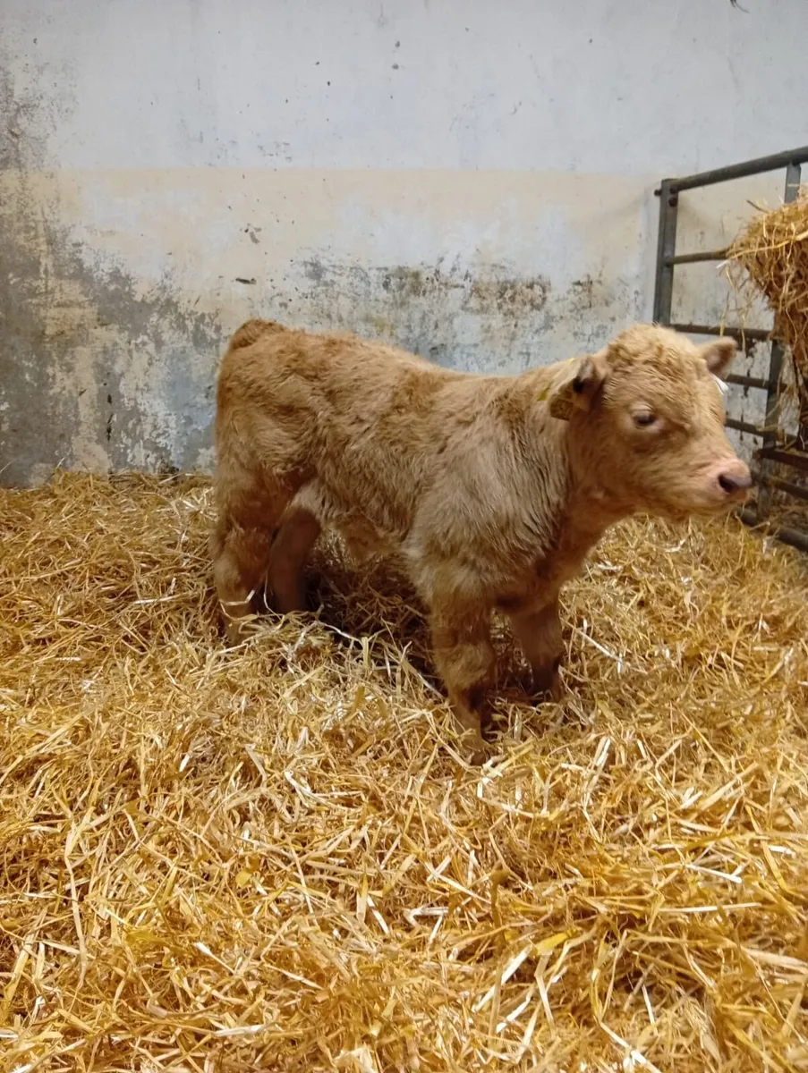 Super Suckler Breed Charolais Calf - Image 1