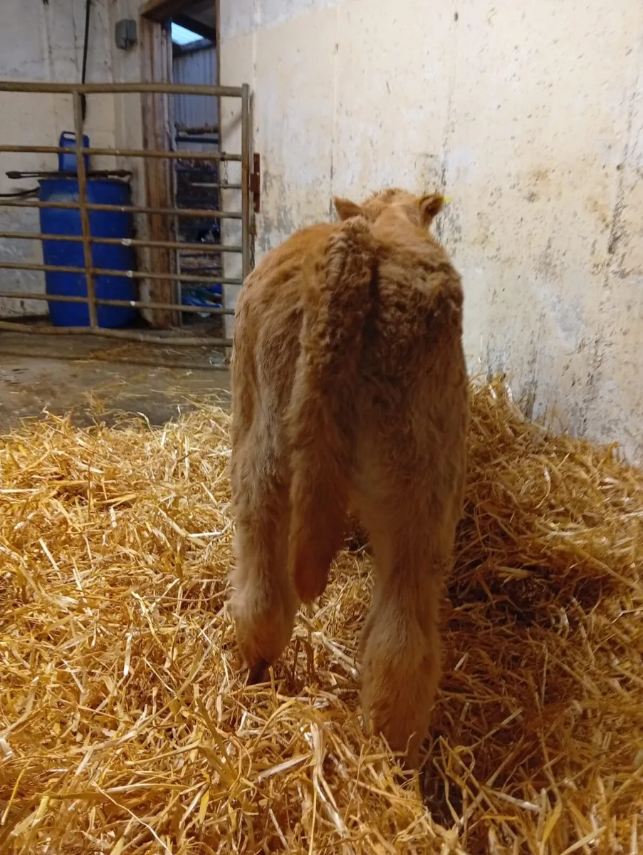 Super Suckler Breed Charolais Calf - Image 4